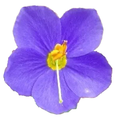 Binara
