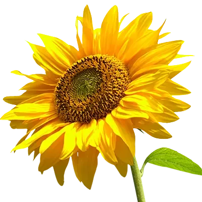 Sun Flower